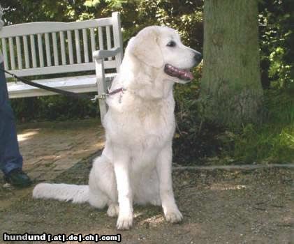 Polski Owczarek Podhalanski Hunde Foto 12851 Polski Owczarek Podhalanski Alida vom Langeloh