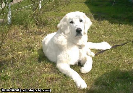 Polski Owczarek Podhalanski Hunde Foto 12850 Polski Owczarek Podhalanski Alida vom Langeloh