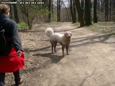 Polski Owczarek Podhalanski Hunde Foto 18899 in höherer Auflösung ansehen Polski Owczarek Podhalanski Ich möchte nicht immer