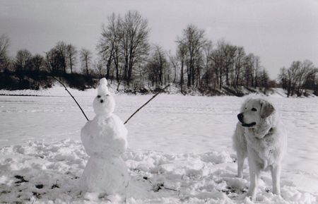 Polski Owczarek Podhalanski Jana im Schnee