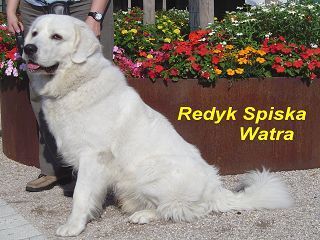 Polski Owczarek Podhalanski Hunde Foto 29602 Polski Owczarek Podhalanski REDYK SPISKA WATRA