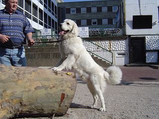 Polski Owczarek Podhalanski Hunde Foto 29601 Polski Owczarek Podhalanski REDYK SPISKA WATRA