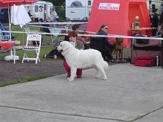 Polski Owczarek Podhalanski Hunde Foto 29604 Polski Owczarek Podhalanski REDYK SPISKA WATRA