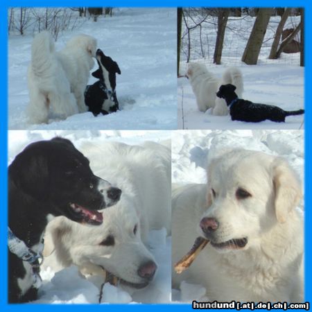 Polski Owczarek Podhalanski Hunde Foto 18779 in höherer Auflösung ansehen Polski Owczarek Podhalanski Schnee, Schnee & nochmals Schnee (Kasia & Kessy)