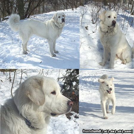 Polski Owczarek Podhalanski Hunde Foto 18520 in höherer Auflösung ansehen Polski Owczarek Podhalanski Von mir aus könnte ganzes Jahr Schnee sein