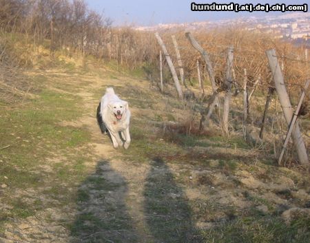 Polski Owczarek Podhalanski Hunde Foto 19791 in höherer Auflösung ansehen Polski Owczarek Podhalanski Juchuu, ist das schön in den Weinbergen