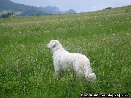 Polski Owczarek Podhalanski Hunde Foto 18985 in höherer Auflösung ansehen Polski Owczarek Podhalanski Zu Besuch in meiner Urheimat Zakopane - Quanda v. Wogenrain