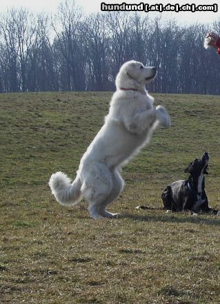 Polski Owczarek Podhalanski Hunde Foto 19793 in höherer Auflösung ansehen Polski Owczarek Podhalanski Ist das ein Lipizzaner???