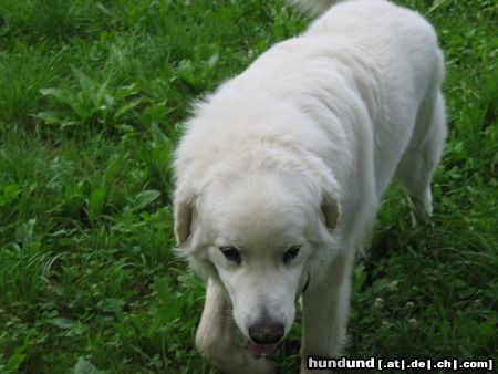 Polski Owczarek Podhalanski Hunde Foto 7563 Polski Owczarek Podhalanski Perry