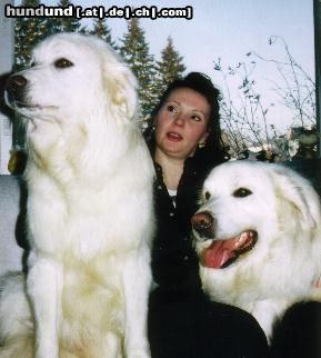 Polski Owczarek Podhalanski Hunde Foto 9932 Polski Owczarek Podhalanski Kennel Snowy Coats
