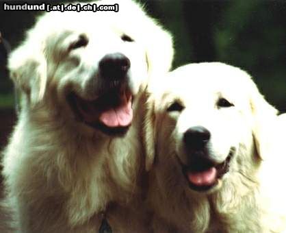 Polski Owczarek Podhalanski Hunde Foto 7923 Polski Owczarek Podhalanski Fadrasz und Gzanna von Gora