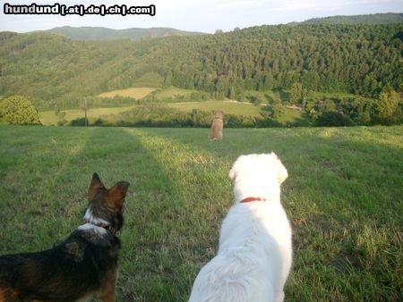 Polski Owczarek Podhalanski Hunde Foto 18986 Polski Owczarek Podhalanski Dieser Ausblick, ein Traum - Alina, Max & Kessy