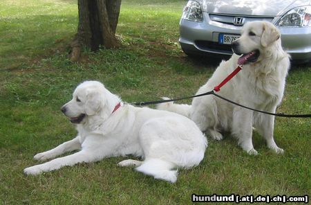 Polski Owczarek Podhalanski Hunde Foto 22964 in höherer Auflösung ansehen Polski Owczarek Podhalanski Alpen-Adria-Cup (Umag/Portoroz)