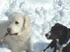 Polski Owczarek Podhalanski Foto: Kasia & Kessy sind glücklich im Schnee (ID 18777) Polski Owczarek Podhalanski Hund