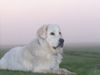 Polski Owczarek Podhalanski Foto: Champ im Morgentau (ID 19634) Polski Owczarek Podhalanski Hund
