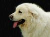 Polski Owczarek Podhalanski Hund