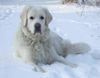 Polski Owczarek Podhalanski Foto: Kessy & die weiße Pracht - ach wie herrlich (ID 18521) Polski Owczarek Podhalanski Hund