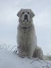 Polski Owczarek Podhalanski Foto: Frauchen hier Oben bin ich!!! (ID 19019) Polski Owczarek Podhalanski Hund