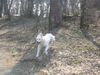 Polski Owczarek Podhalanski Hund