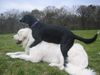Polski Owczarek Podhalanski Hund