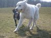 Polski Owczarek Podhalanski Hund