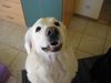 Polski Owczarek Podhalanski Hund