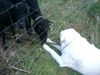 Polski Owczarek Podhalanski Foto: Na ist das Schaf nicht frech. Will mir mein Steckerl stehlen (ID 13274) Polski Owczarek Podhalanski Hund
