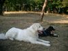 Polski Owczarek Podhalanski Foto: Quanda vom Wogenrain & beste Freundin Kasia beobachten das Treiben auf ihrer so sehr geliebten Hundewiese (ID 13273) Polski Owczarek Podhalanski Hund