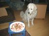 Polski Owczarek Podhalanski Foto: Juhu, Frauchen hat doch nicht meinen 2. Geburtstag vergessen - Quanda v. Wogenrain (ID 18902) Polski Owczarek Podhalanski Hund