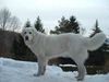 Polski Owczarek Podhalanski Foto: Bald ist's vorüber mit Schnee, der Frühling naht (ID 19632) Polski Owczarek Podhalanski Hund