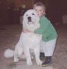 Polski Owczarek Podhalanski Hund