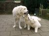 Polski Owczarek Podhalanski Foto: 5 Wochen + 5 Jahre sind wir Bes. Rocky Petry (ID 19296) Polski Owczarek Podhalanski Hund