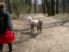 Polski Owczarek Podhalanski Foto: Ich möchte nicht immer (ID 18899) Polski Owczarek Podhalanski Hund