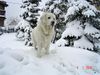 Polski Owczarek Podhalanski Hund