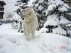 Polski Owczarek Podhalanski Hund