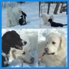 Polski Owczarek Podhalanski Foto: Schnee, Schnee & nochmals Schnee (Kasia & Kessy) (ID 18779) Polski Owczarek Podhalanski Hund