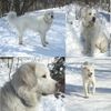 Polski Owczarek Podhalanski Foto: Von mir aus könnte ganzes Jahr Schnee sein (ID 18520) Polski Owczarek Podhalanski Hund
