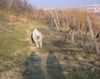 Polski Owczarek Podhalanski Foto: Juchuu, ist das schön in den Weinbergen (ID 19791) Polski Owczarek Podhalanski Hund