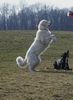 Polski Owczarek Podhalanski Foto: Ist das ein Lipizzaner??? (ID 19793) Polski Owczarek Podhalanski Hund