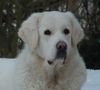 Polski Owczarek Podhalanski Foto: Frauchen ich hab' dich so lieb - Deine Kessy (ID 19633) Polski Owczarek Podhalanski Hund
