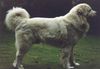 Polski Owczarek Podhalanski Hund