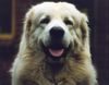 Polski Owczarek Podhalanski Hund