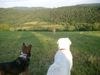 Polski Owczarek Podhalanski Foto: Dieser Ausblick, ein Traum - Alina, Max & Kessy (ID 18986) Polski Owczarek Podhalanski Hund