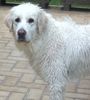 Polski Owczarek Podhalanski Hund