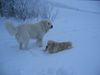 Polski Owczarek Podhalanski Foto: Zwei dicke Freunde! (ID 7608) Polski Owczarek Podhalanski Hund