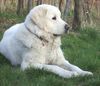 Polski Owczarek Podhalanski Hund