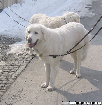 Polski Owczarek Podhalanski Hunde Foto 19529 in höherer Auflösung ansehen Polski Owczarek Podhalanski Quisha v. Wogenrain - Schwester von Quanda