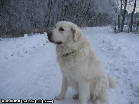 Polski Owczarek Podhalanski Hunde Foto 7605 Polski Owczarek Podhalanski Perry