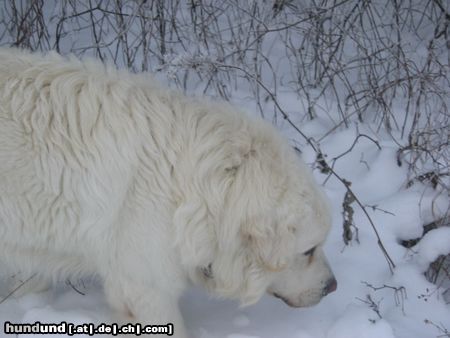 Polski Owczarek Podhalanski Hunde Foto 7606 Polski Owczarek Podhalanski Perry