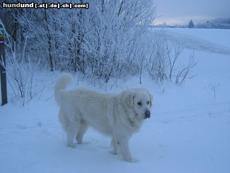 Polski Owczarek Podhalanski Hunde Foto 7607 Polski Owczarek Podhalanski Perry